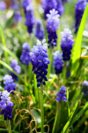 Snoeien in de lente